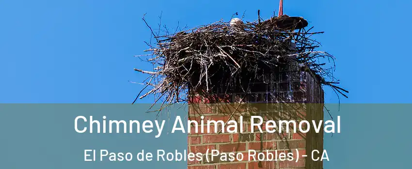  Chimney Animal Removal El Paso de Robles (Paso Robles) - CA