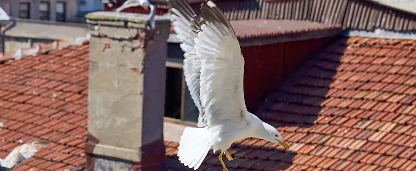 Residential Chimney Animal Removal Solution in El Paso de Robles (Paso Robles), CA